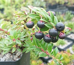 Pernettya prostrata pentlandica, black fruits- 8cm pot 